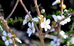 Leptospermum squarrosum