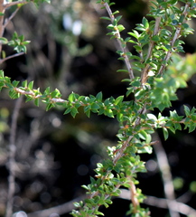 Leptospermum squarrosum