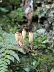 Gastrodia gracilis