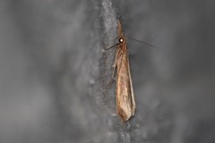 Donacaula melinellus