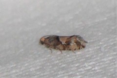 Eucopina tocullionana