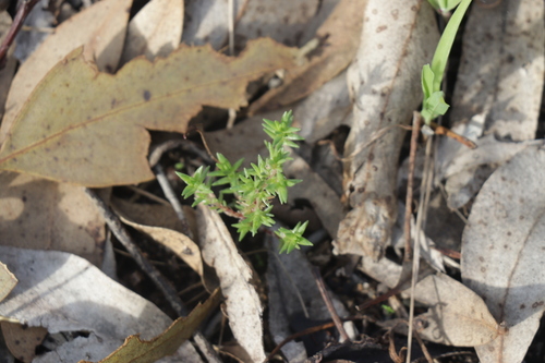 Crassula sieberiana