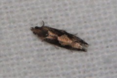 Eucopina tocullionana