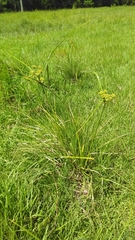Cyperus entrerianus