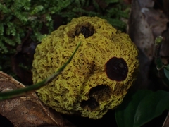 Gymnogaster boletoides