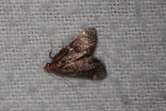 Hypsopygia intermedialis