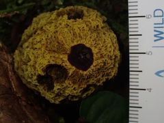 Gymnogaster boletoides