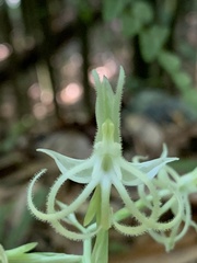 Habenaria petelotii