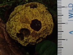 Gymnogaster boletoides