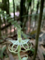 Habenaria petelotii