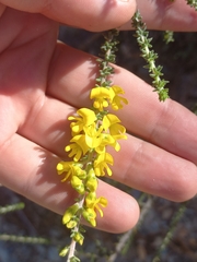 Aspalathus pinguis pinguis