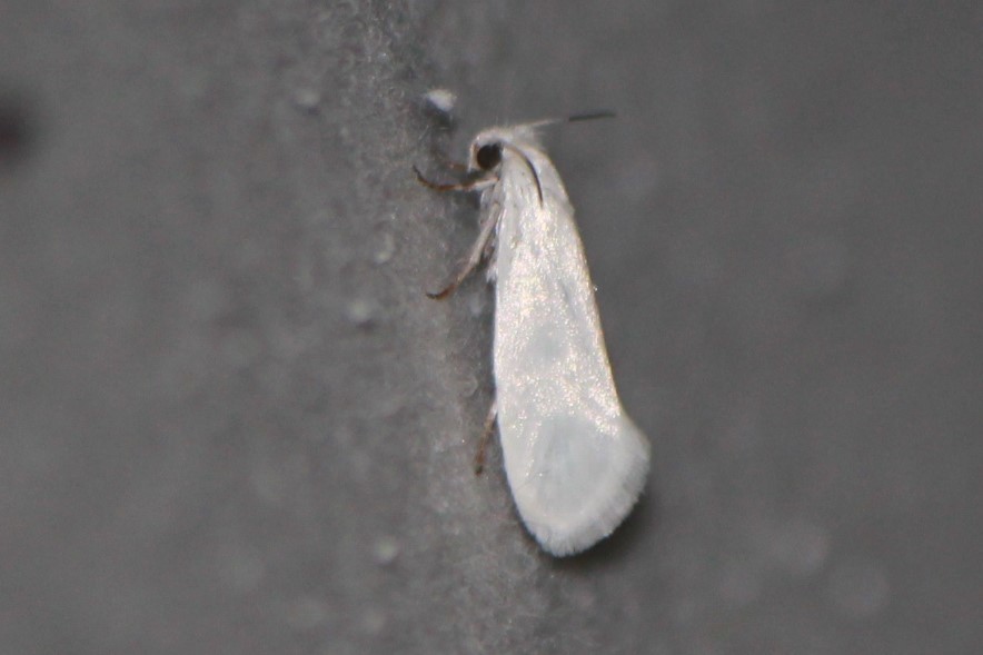 Tegeticula