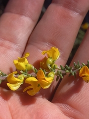 Aspalathus pinguis pinguis