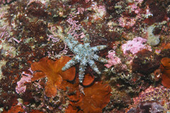 Coscinasterias