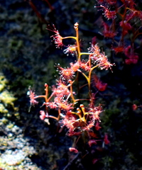 Drosera peltata
