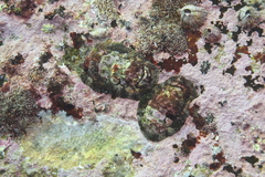Liolophura