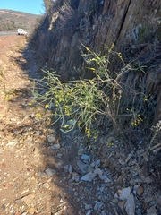 Aspalathus pinguis pinguis