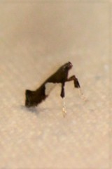 Caloptilia stigmatella
