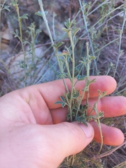 Indigofera complicata