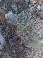 Indigofera complicata