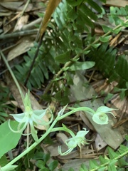 Habenaria petelotii