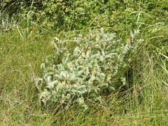 Astragalus pycnostachyus pycnostachyus