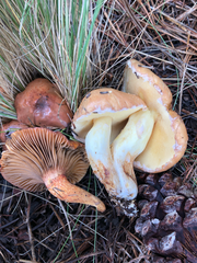 Suillus occidentalis