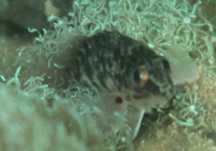 Hypoplectrodes jamesoni