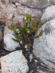 Agathosma kougaense