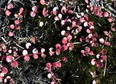 Gonocarpus micranthus