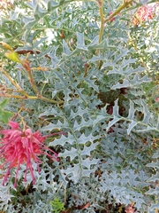 Grevillea bipinnatifida