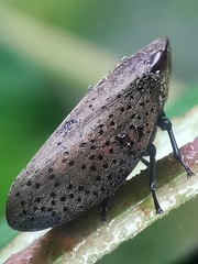 Plinia punctipennis