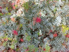 Grevillea bipinnatifida