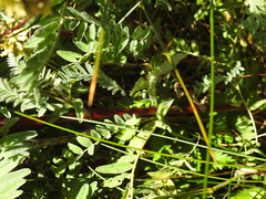 Astragalus pycnostachyus pycnostachyus