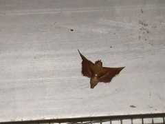 Endotricha mesenterialis