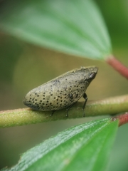 Plinia punctipennis