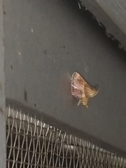 Endotricha mesenterialis