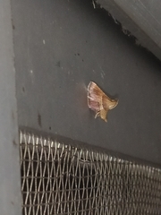 Endotricha mesenterialis