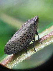 Plinia punctipennis
