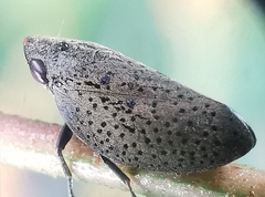 Plinia punctipennis