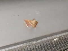 Endotricha mesenterialis