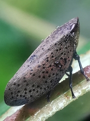Plinia punctipennis