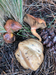 Suillus occidentalis