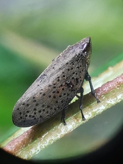 Plinia punctipennis