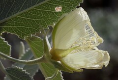 Hibiscus sturtii