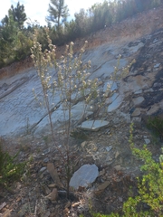 Indigofera grisophylla