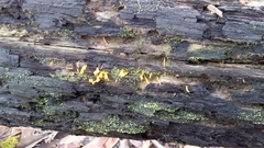 Calocera guepinioides