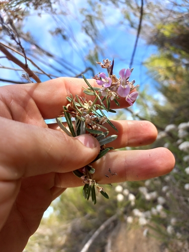 Cockscomb Indigo (Indigofera grisophylla)