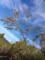 Indigofera grisophylla