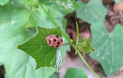 Epilachna maculicollis